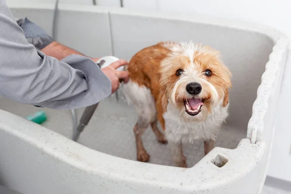 Weergave Van Mannelijke Handen Schattige Hond Baden — Stockfoto