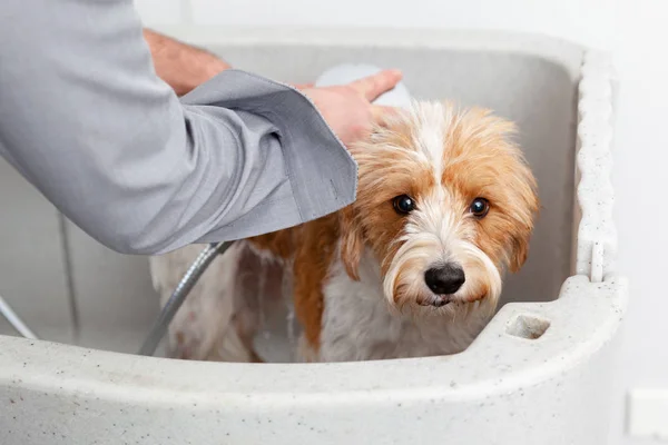 Weergave Van Mannelijke Handen Schattige Hond Baden — Stockfoto