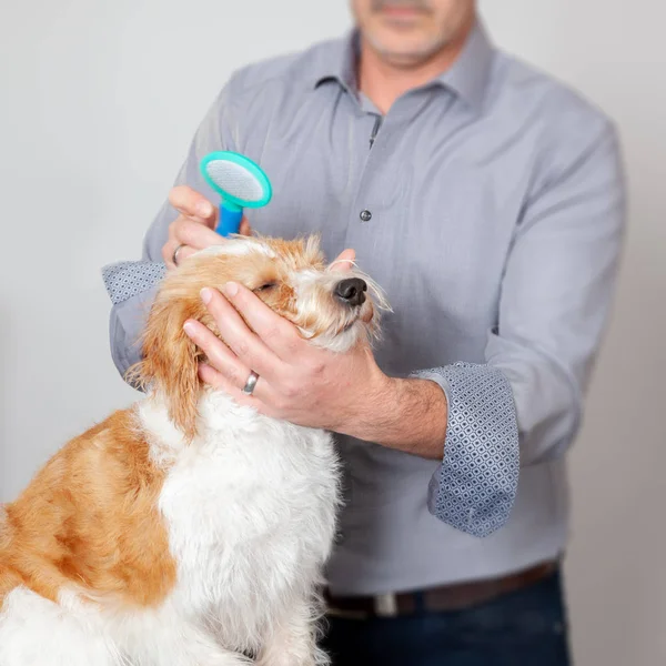 Zoete hond grooming — Stockfoto
