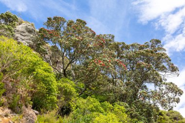 pohutukawa ağacı kırmızı çiçek