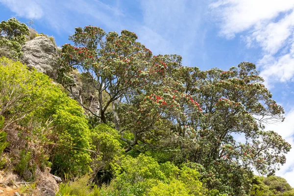 Pohutukawa Baum rote Blüte — Stockfoto