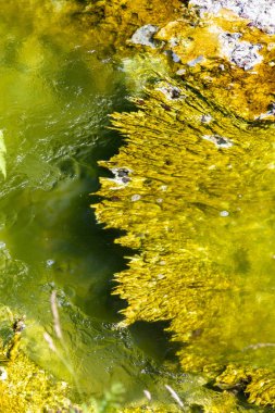 waimangu volkanik aktiviteler