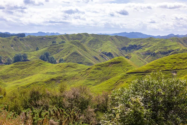 Paesaggio Rurale Tipico Della Nuova Zelanda — Foto Stock