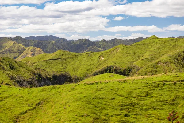 Paesaggio Rurale Tipico Della Nuova Zelanda — Foto Stock