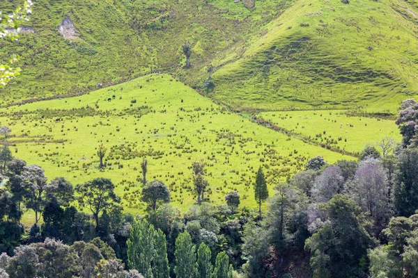 Typowy Wiejski Krajobraz Nowej Zelandii — Zdjęcie stockowe