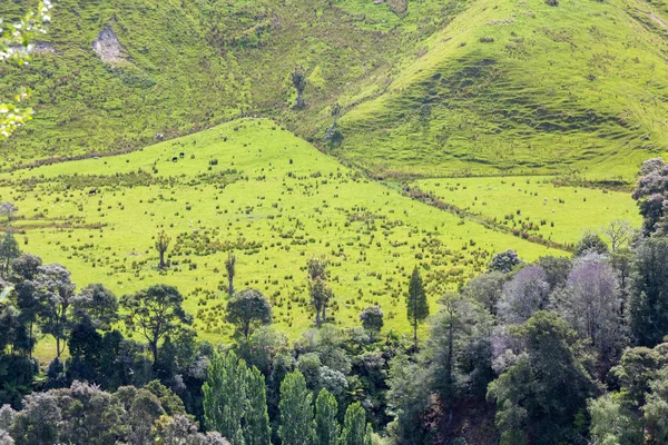 Paesaggio Rurale Tipico Della Nuova Zelanda — Foto Stock