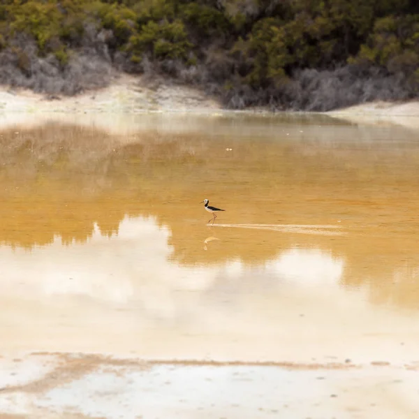 Pied Stilt in New Zealand standing in water — Stock Photo, Image