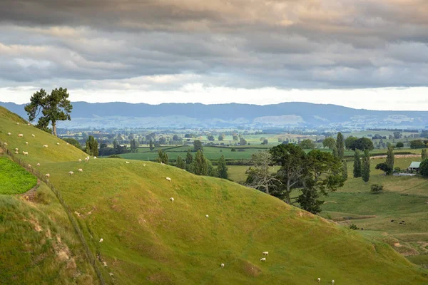 Typical Rural Landscape New Zealand — Stock Photo, Image