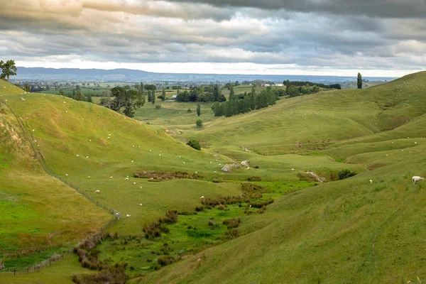 Paisagem Rural Típica Nova Zelândia — Fotografia de Stock