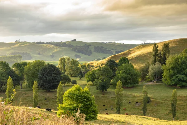 Paisaje Rural Típico Nueva Zelanda — Foto de Stock