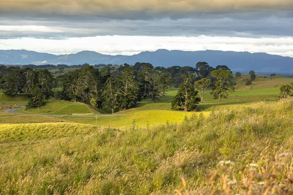 Typická Venkovská Krajina Novém Zélandu — Stock fotografie