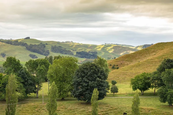 Paisaje Rural Típico Nueva Zelanda —  Fotos de Stock