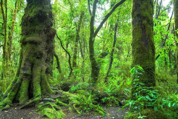 Dschungel Neuseeland — Stockfoto