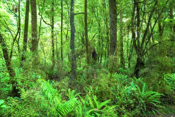 Jungle Nieuw-Zeeland — Stockfoto