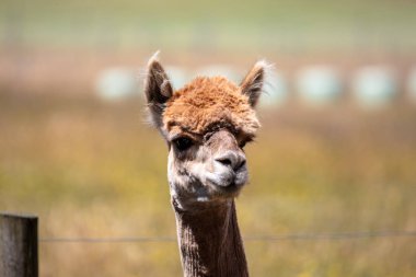 Yeni Zelanda 'da Alpaca hayvan