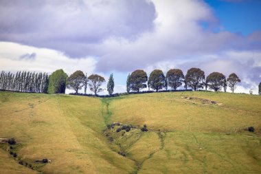 Güney Yeni Zelanda'da bir ağaç sırası nın görüntüsü