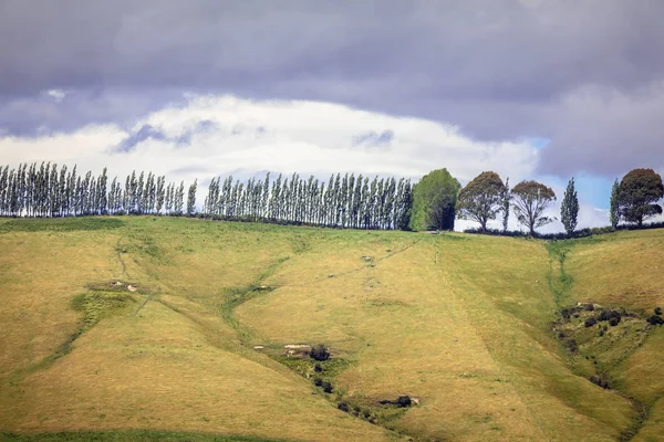 Een Afbeelding Van Een Rij Bomen Zuid Nieuw Zeeland — Stockfoto