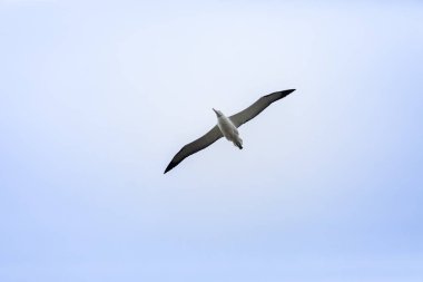 Taiaroa Head, Yeni Zelanda 'da gökyüzünde Albatross kuş görünümü