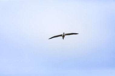 Taiaroa Head, Yeni Zelanda 'da gökyüzünde Albatross kuş görünümü