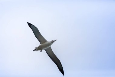 Taiaroa Head, Yeni Zelanda 'da gökyüzünde Albatross kuş görünümü