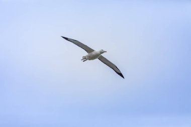 Taiaroa Head, Yeni Zelanda 'da gökyüzünde Albatross kuş görünümü