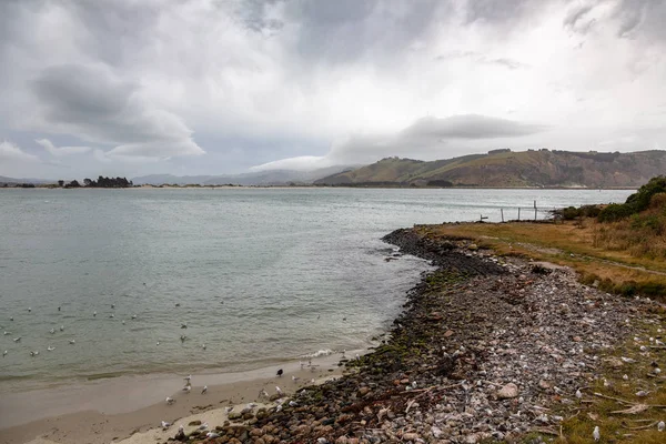 Краєвид Голову Taiaroa Нова Зеландія — стокове фото