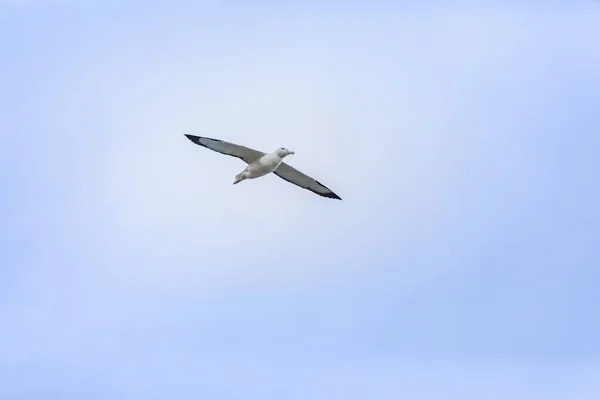 Vue Oiseau Albatros Dans Ciel Taiaroa Head Nouvelle Zélande — Photo