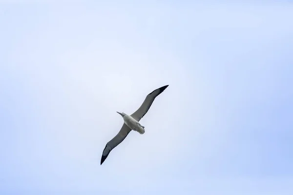 Vista Del Pájaro Albatros Cielo Taiaroa Head Nueva Zelanda — Foto de Stock