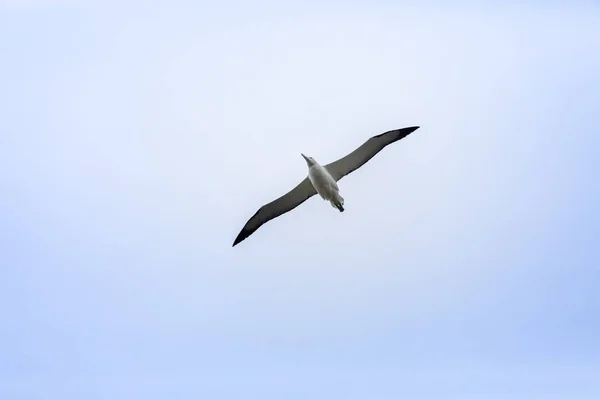 view of Albatross bird in sky at Taiaroa Head, New Zealand