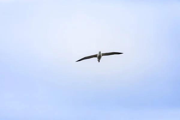 Widok Albatross Ptak Niebo Taiaroa Head Nowa Zelandia — Zdjęcie stockowe