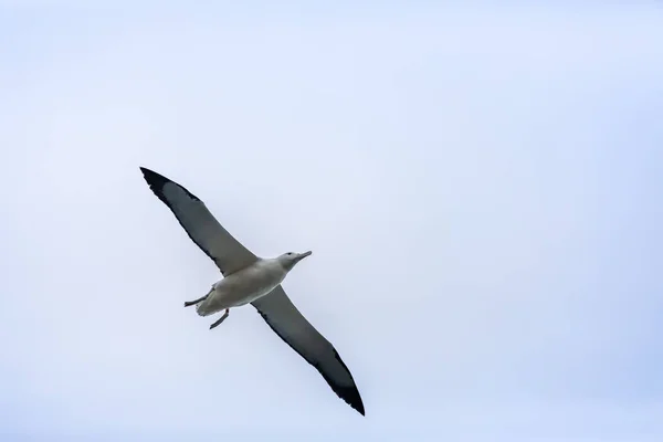 Pohled Ptáka Albatrosu Obloze Taiaroa Head Nový Zéland — Stock fotografie