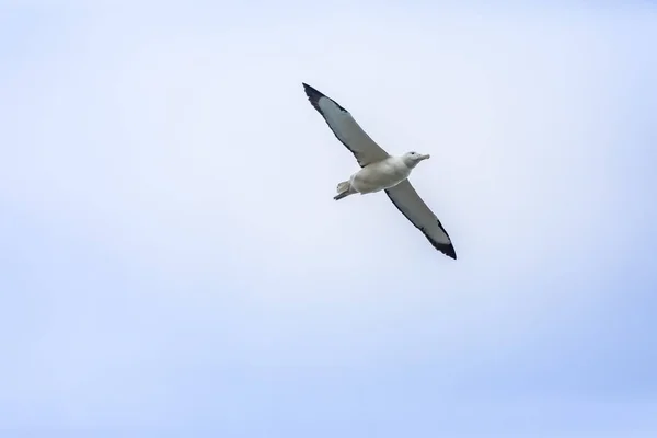 Vue Oiseau Albatros Dans Ciel Taiaroa Head Nouvelle Zélande — Photo
