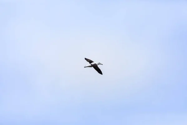 Vista Del Pájaro Albatros Cielo Taiaroa Head Nueva Zelanda —  Fotos de Stock