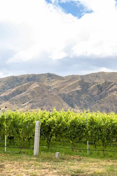 Agriculture Fields New Zealand South Island — Stock Photo, Image