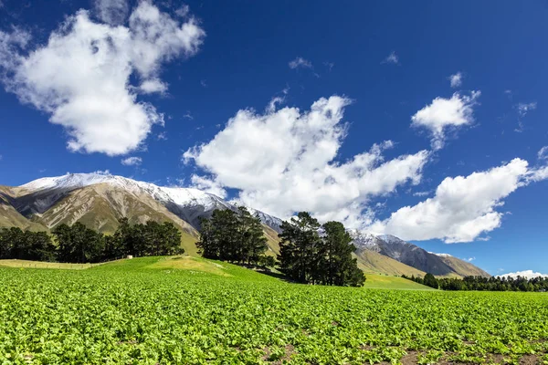 Вид Гірські Альпи Південній Новій Зеландії Вдень — стокове фото