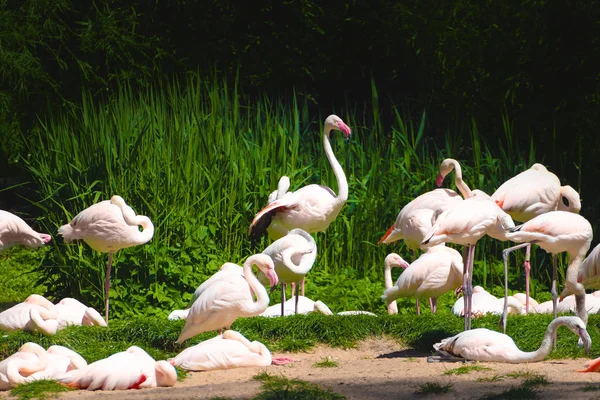 Grupo de pássaros flamingos — Fotografia de Stock