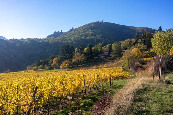 Vista su un vigneto in Alsazia Francia in autunno — Foto Stock