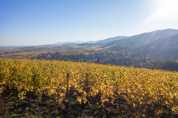 Een uitzicht over een wijngaard in de Elzas Frankrijk in de herfst licht — Stockfoto
