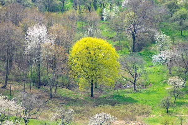 Зеленый луг с цветущими деревьями — стоковое фото