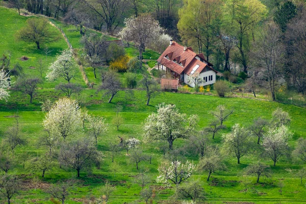 Groene weide met bloeiende bomen en huizen — Stockfoto