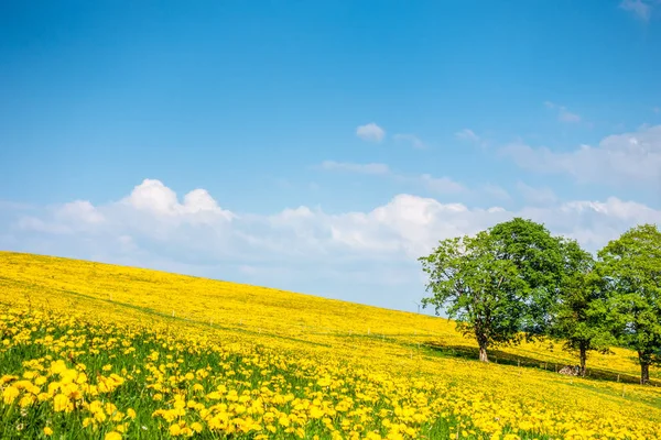 A beautiful yellow dandelion meadow — Stock Photo, Image