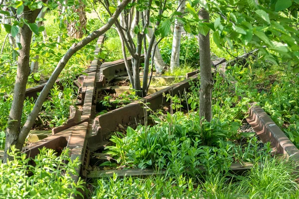 Piste ricoperte di cespugli e alberi — Foto Stock