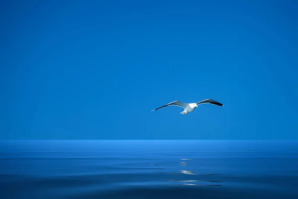 Чайка над океаном — стокове фото