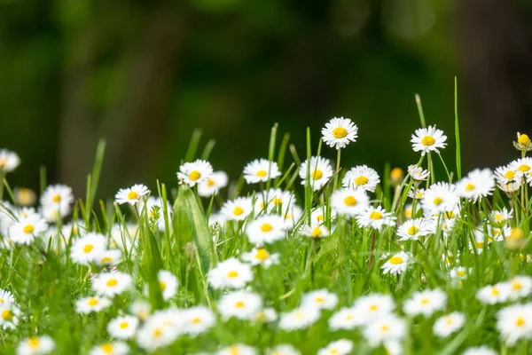 Daisy flowers meadow background — Stock Photo, Image