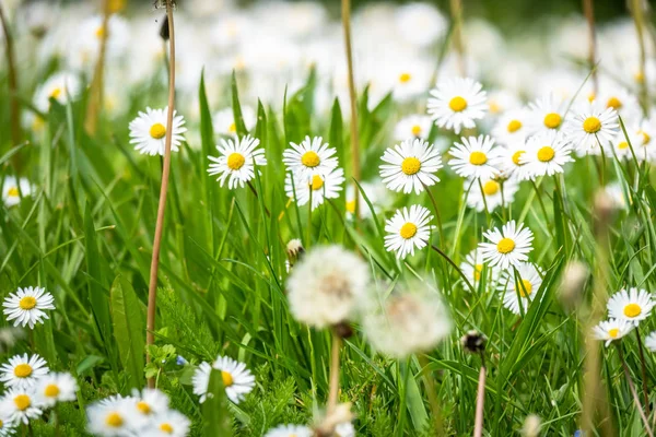 Daisy blommor äng bakgrund — Stockfoto