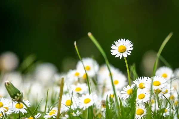 Stokrotka kwiat tło łąka — Zdjęcie stockowe