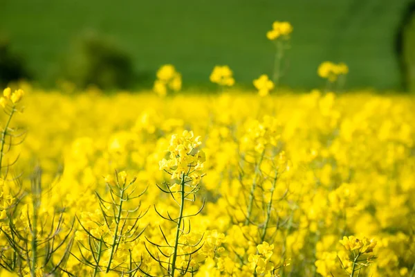 Campo de violación primavera fondo —  Fotos de Stock