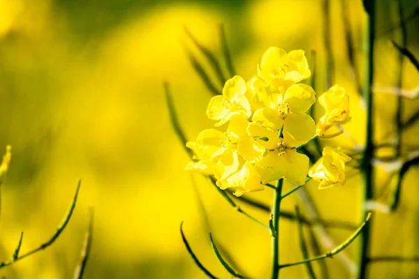 Verkrachting veld lente achtergrond — Stockfoto