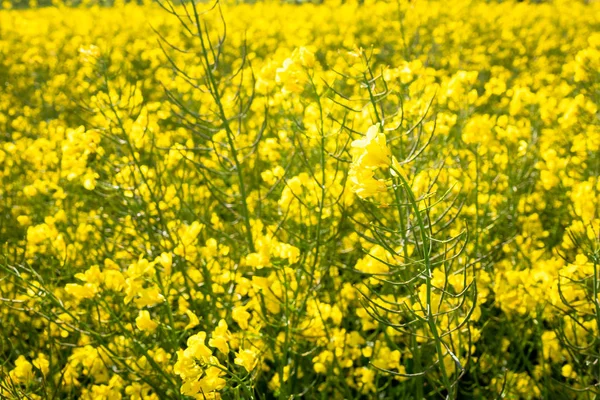 Verkrachting veld lente achtergrond — Stockfoto