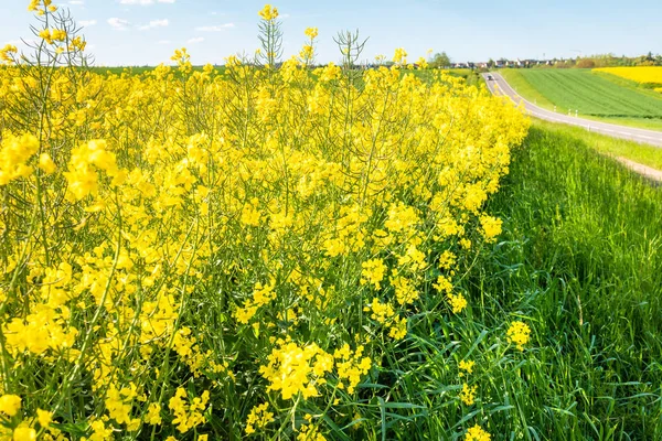 Campo de violación primavera fondo —  Fotos de Stock